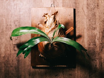 【 客製化禮物 】植物名牌 植物牌 觀葉植物 多肉植物