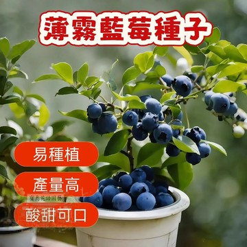 🔥熱銷 薄霧藍莓種子（200粒）矮化藍莓樹種子 陽臺盆栽果園庭院簡單易種 四季高產藍梅樹果 多年生 水果種子 超低價