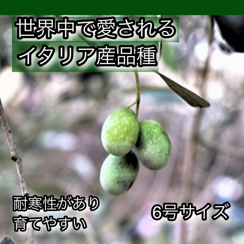 小倉園 オリーブ・フラントイオ 6号鉢 庭木 オリーブの木 鉢植え