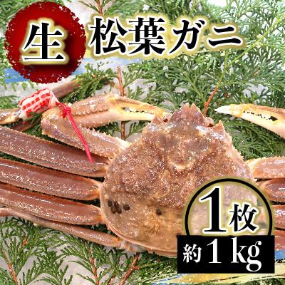 ふるさと納税 琴浦町 『年明配送』　タグ付き　生・松葉がに　1枚　約1kg