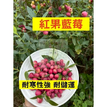 🌱早熟高產 紅果藍莓種子LM-5 進口品種 耐寒性強 耐儲運 易生長  高產 抗病抗旱易種植 高產盆栽樹株水果種子