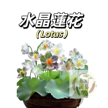 （水晶蓮花種子）已開口 7天水培土培碗蓮睡蓮發芽防輻射淨化辦公室客廳盆栽荷塘小荷花魚缸觀賞花卉種子