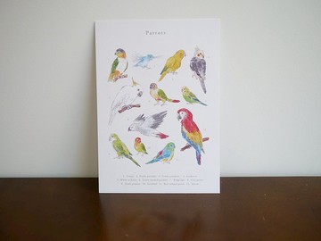 鸚鵡 動物 明信片