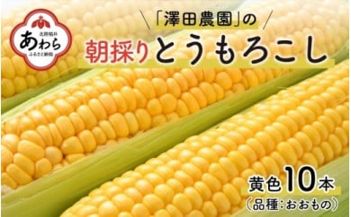 春とうもろこし 10本 おおもの 黄色 朝採り ／ 期間限定 数量限定 ハウス栽培 産地直送 甘い スイートコーン とうもろこし 野菜 あわら ※2024年6月上旬より順次発送