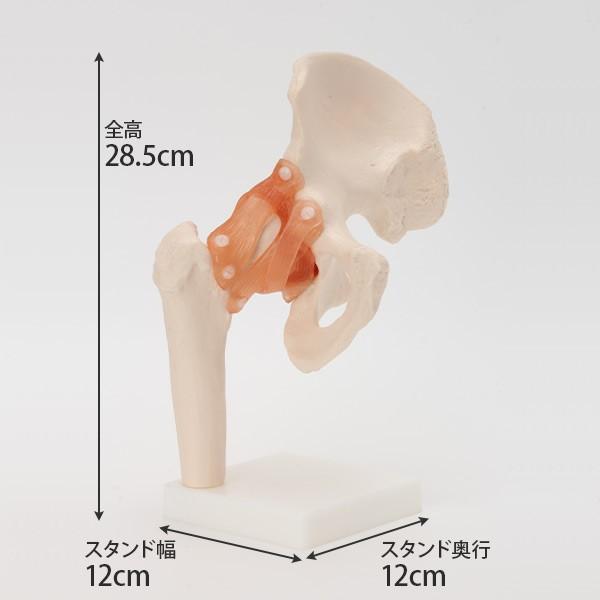 人体模型 骨格模型 7ウェルネ 股関節 模型 実物大 間接模型 骨格標本 骨模型 骸骨模型 人骨模型 骨格 人体 モデル ヒューマンスカル 骸骨