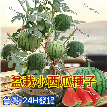 現貨 蝦皮熱銷 西瓜種子（100粒） 超多品種 四季西瓜 盆栽小西瓜 鳳梨西瓜品種大全 四季可種 水果種子 地栽盆栽