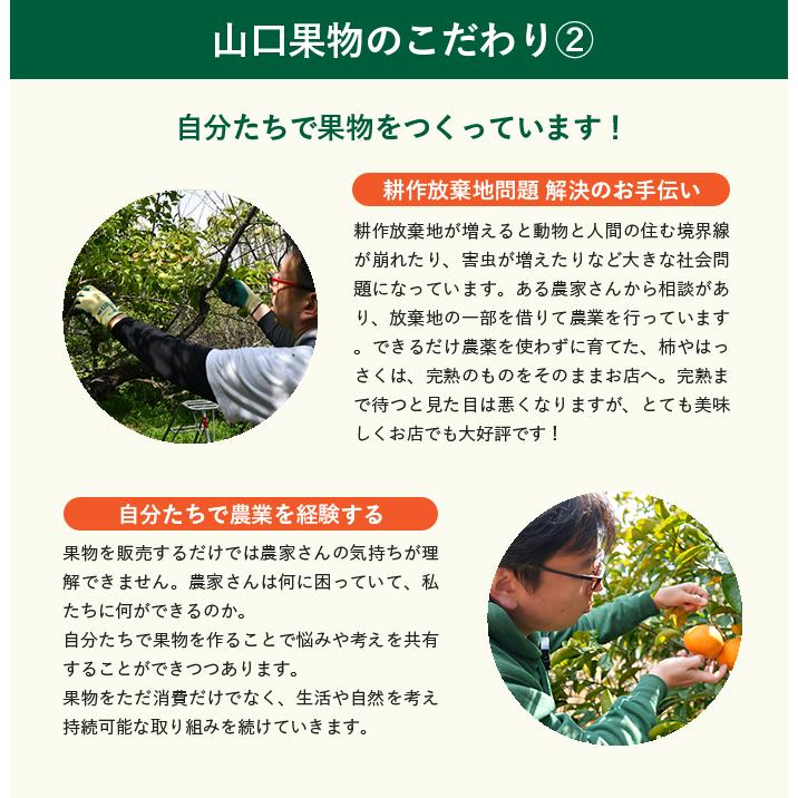 お中元 送料無料 お盆 お供え フルーツ 籠盛り（ かご盛り お盆 法事 お彼岸 命日 初盆 四十九日 お悔み 仏事  香典返し 一周忌 三回忌 七回忌