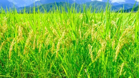 島根県「雲南産コシヒカリ」10kg（5kg×2）