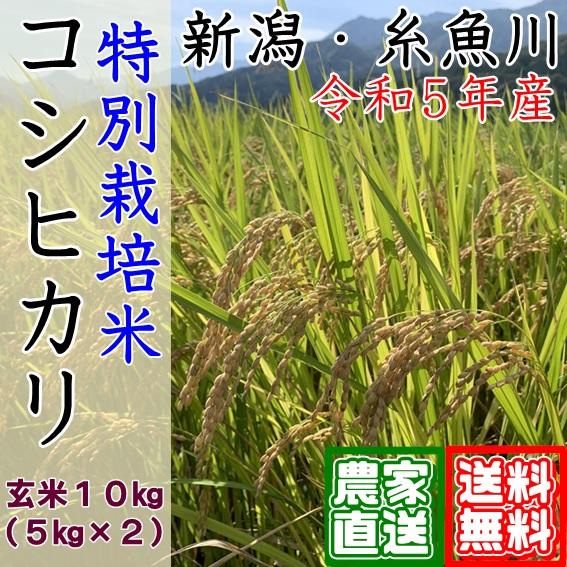 新米 10kg 5kg×2 玄米 特別栽培米 コシヒカリ 令和5年 新潟県 糸魚川 能生米  農家直送 送料無料