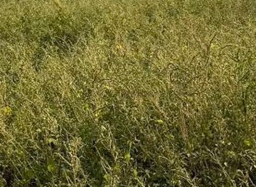 澄清湖~近捷運黃線稀有商業建地｜高雄市鳥松區長庚段松竹小段