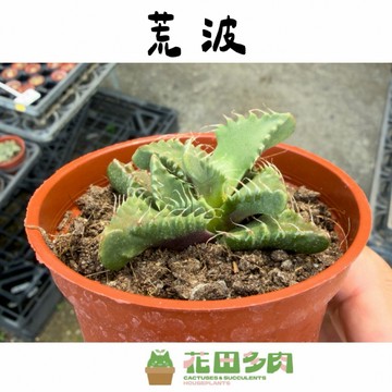 《花田多肉》🌵【荒波】 3 吋盆 多肉植物/仙人掌/番杏科/園藝/盆栽/植栽/戶外植物/開花植物/石頭玉
