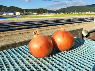 淡路島産玉葱　追熟甘玉ねぎ　10kg