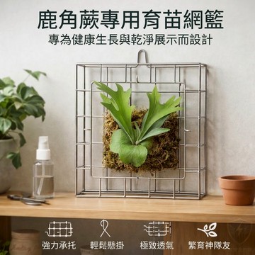 🚚園藝牆上裝飾木板、生殖籃，公司出貨附發票🏪 304鋼籃、木板、植床板、鹿角蕨鋼籃、蘭花掛籃、鋼籃、鹿角蕨板材、植床板