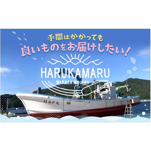 ふるさと納税 福井県 美浜町 [m36-f001] ≪浜茹で≫ 天然 越前がに 約800g〜900g × 1杯 はるか丸の船?が厳選！【冷蔵 本場の味 ボイル …