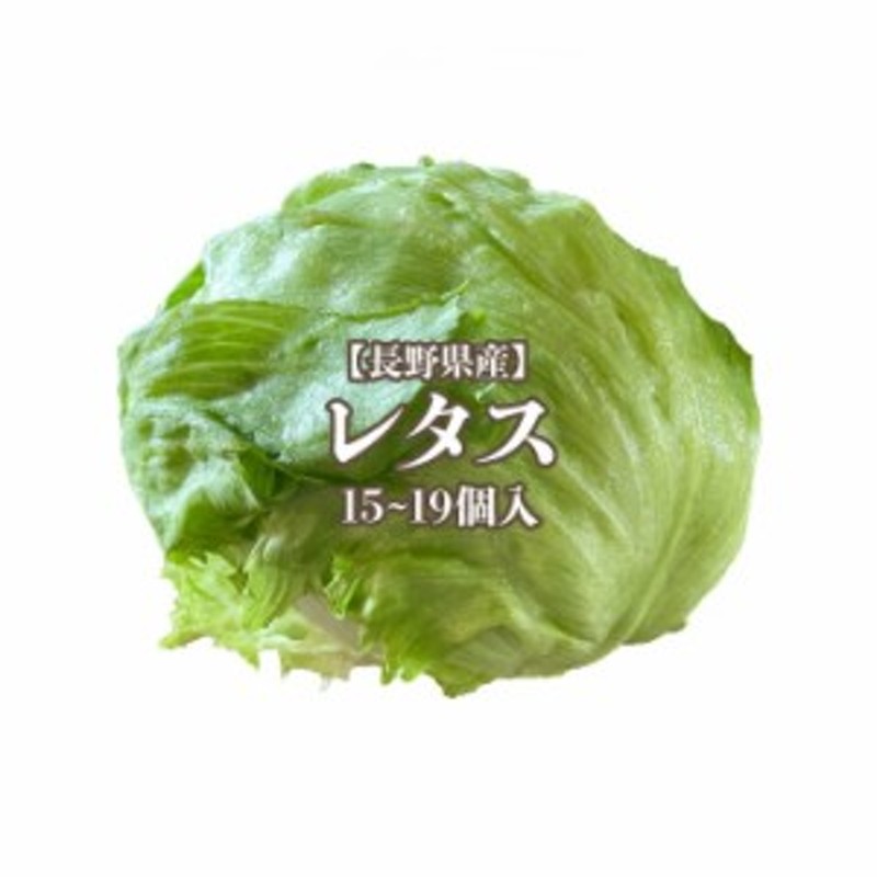 野菜　茨城産】レタス　LINEショッピング　うまい　L～2L　サラダ　15～19個入　送料無料　lettuce　萵苣　チシャ