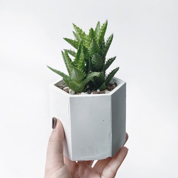 (預購) 白灰漸層系列 | 翡翠蘆薈 六邊形漸層水泥多肉植栽