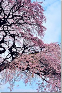 風景写真パネル 福島 平田 しだれ桜 枝垂れ桜 アートパネル インテリア