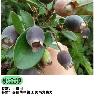 桃金娘種子 山棯仔 崗棯 當妮 鄉土原生種 開花觀賞 蜜源植物 盆栽造景 陽台綠化 DIY生態  原生山棯仔種子