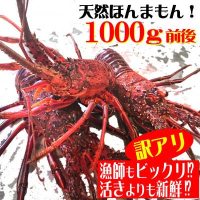 ふるさと納税 東洋町 訳アリ活き〆伊勢海老1000g前後セット(2〜5尾)天然高知県産