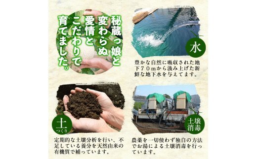 b0-106 ＜R5年11月下旬～12月末頃発送予定＞牧さんの訳ありメロン 白玉(青肉)計2玉