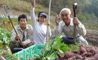  旬の野菜・定期便（12か月）