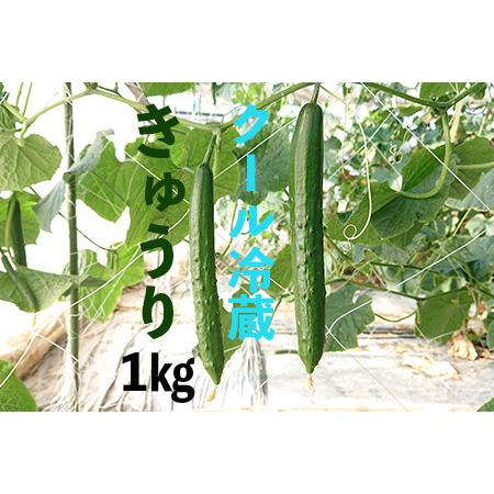 ふるさと納税 新鮮きゅうり1kg  埼玉県加須市