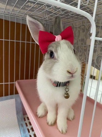 Q1-手工寵物生日帽子寵物髮飾頭套兔兔牽繩衣配件兔子花圈