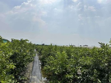 阿蓮崙子頂段百米深地⭐農地投資絕佳目標｜高雄市阿蓮區崙子頂段