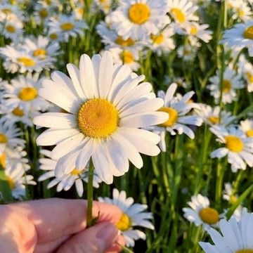 四季可種❤️ 台灣現貨 洋甘菊種子 有機香草 自種無農藥 新鮮泡茶最安心 可愛雛菊狀花 耐熱品種