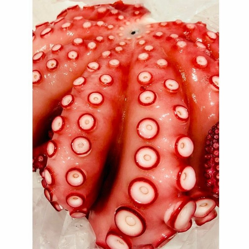 真蛸 たこ 真 タコ ボイル済み 1杯 約1kg 特大サイズ 生食用 刺身 カルパッチョ サラダ おでん 色々な料理にお使いいただけます 冷凍便 通販 Lineポイント最大get Lineショッピング