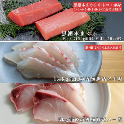 ふるさと納税 大月町 本マグロ・鯛・ブリのお刺身を堪能! 計12回