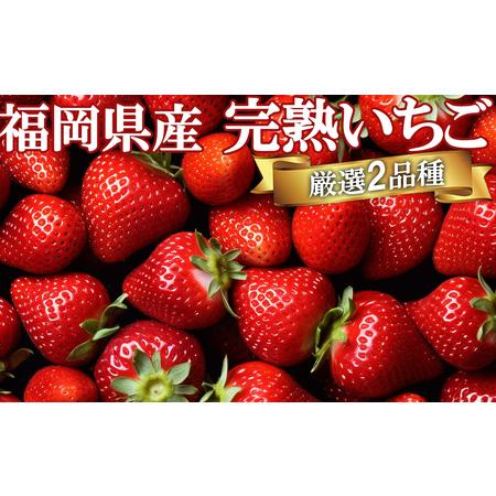 ふるさと納税 いただきいちご園の食べ比べパック 完熟いちご厳選2品種 福岡県小郡市