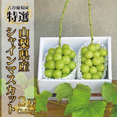 ふるさと納税 甲府市 山梨県産 シャインマスカット 2房　(約1.1kg)