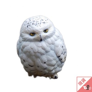 （現貨）動物星球 心寬體胖系列 第10彈 小鳥 明盒 5cm~7cm 雪鴞 喜鵲 麻雀 虎皮鸚鵡 普通翠鳥 玩具有毒