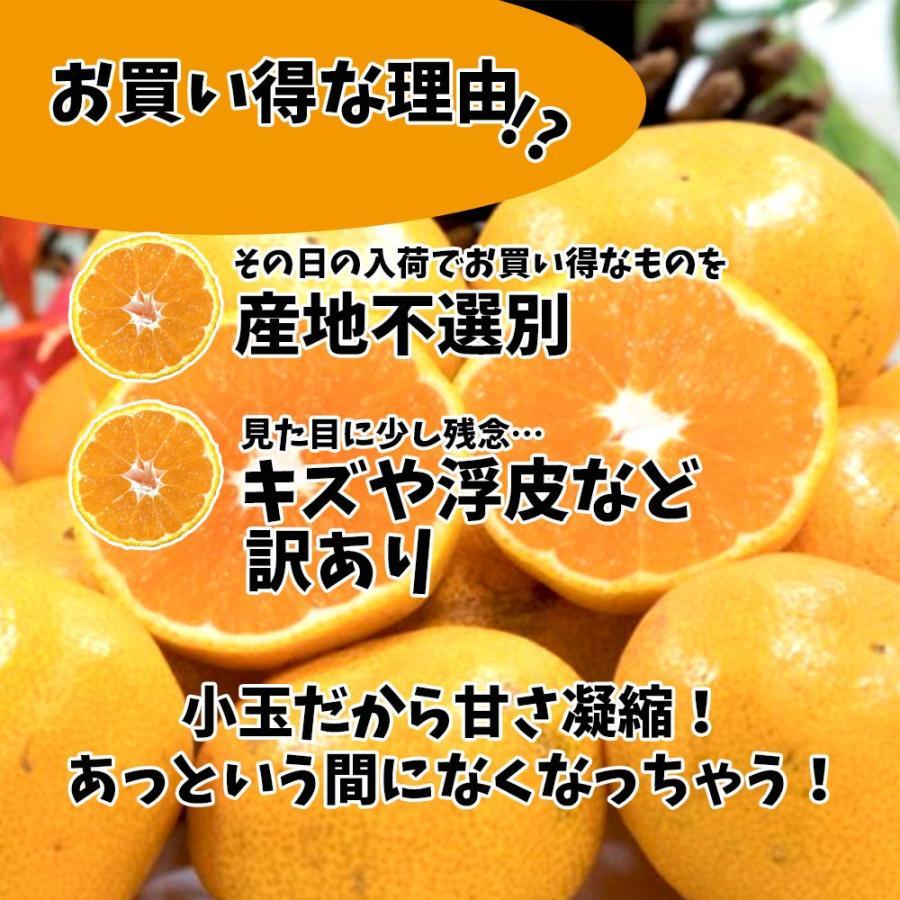 みかん 訳あり 箱買い 高糖度みかん 愛媛みかん 小玉厳選  糖度12度以上 約5ｋｇ 家庭用 送料無料