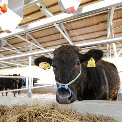 松阪牛 しゃぶしゃぶ 肩ロース 肉 牛肉 和牛 国産 ギフト A5 すき焼き しゃぶしゃぶ 焼肉 贈り物 プレゼント 食べ物 BBQ 400g 2〜3人前