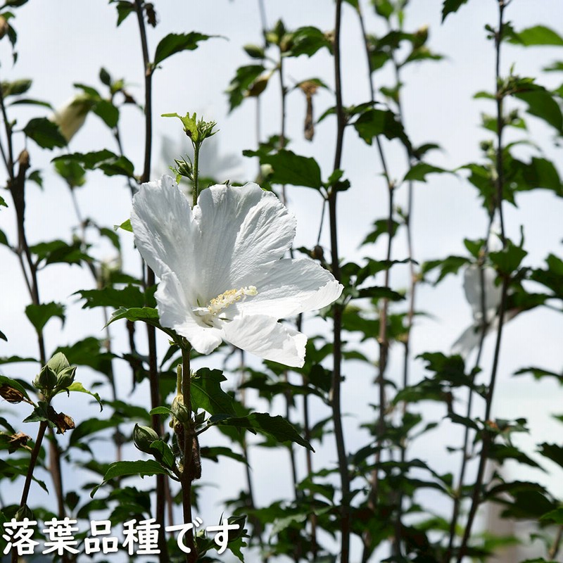 ムクゲ (品種指定不可) 0.3m 10.5cmポット 苗 | LINEブランドカタログ