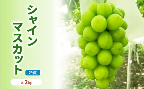 シャインマスカット 冷蔵 約2kg 3～4房 長野 坂城町産 ぶどう K＆Y農園 ブドウ フルーツ 果物 シャイン