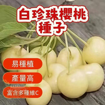 🍒（白珍珠櫻桃種子）當季新籽 發芽率高 新手好種易活 產量高 香甜可口 營養豐富 陽台庭院盆栽#超優惠