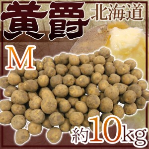 北海道 北見産 じゃがいも ”黄爵” 秀品 Mサイズ 約10kg 男爵芋 送料無料