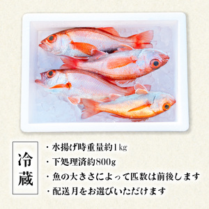 ノドグロ 約1kg 産地直送 冷蔵 下処理済 配送月指定可 アカムツ のどぐろ 高級魚 水揚げ時重量約1kg 下処理後約800g