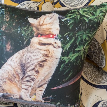 精梳純棉 貓咪方抱枕  45cmx45cm 精選素材 棉床本舖