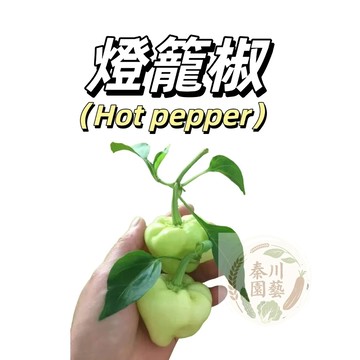 嘉義現貨（白果燈籠椒LJ-2 ）（微辣）青果微皺皮圓形辣椒種子庭院盆栽農家蔬菜種子果菜