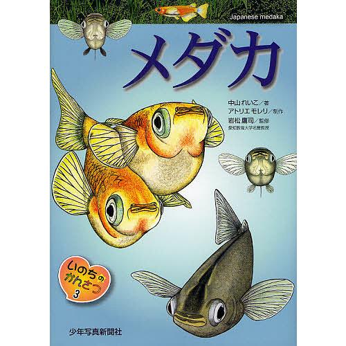 メダカ 中山れいこ アトリエモレリ 岩松鷹司