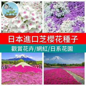 日系芝櫻種子 針葉天藍繡球 福祿考 地被植物 花毯花海 庭院陽台 爆盆神器 四季常綠 好種易活 粉紫花開 覆地護坡