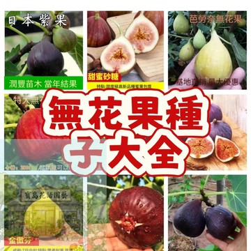 🌱無花果種子 whg 生命之果 營養豐富  口感軟糯 水果超甜 耐寒耐旱易養活 庭院盆栽  發芽率高