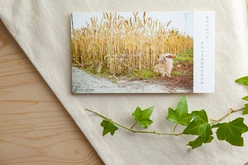 兔子攝影插畫明信片 - 豐收