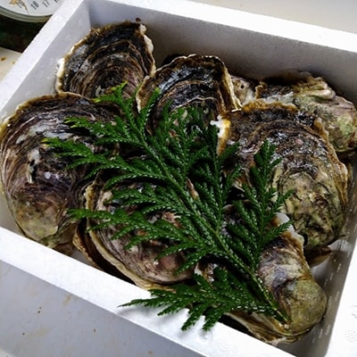 知夫里島産　岩牡蠣　4kg