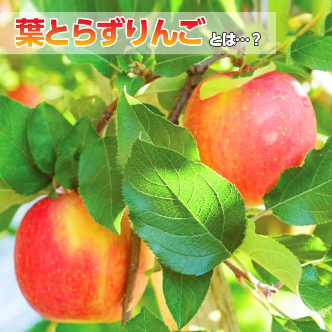 りんご サンふじ 王林 ミックス 葉とらず 10kg (28玉〜36玉入り) 訳あり 産地直送 青森県産 リンゴ 林檎 あまい 果物 くだもの フルーツ 11月下旬より発送