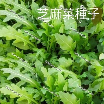 台灣現貨 芝麻菜種子（500粒）四季種植 裂葉芝麻菜箭生菜 芝麻菜 芝麻菜種子 貝比菜 貝比菜種子 蔬菜種子